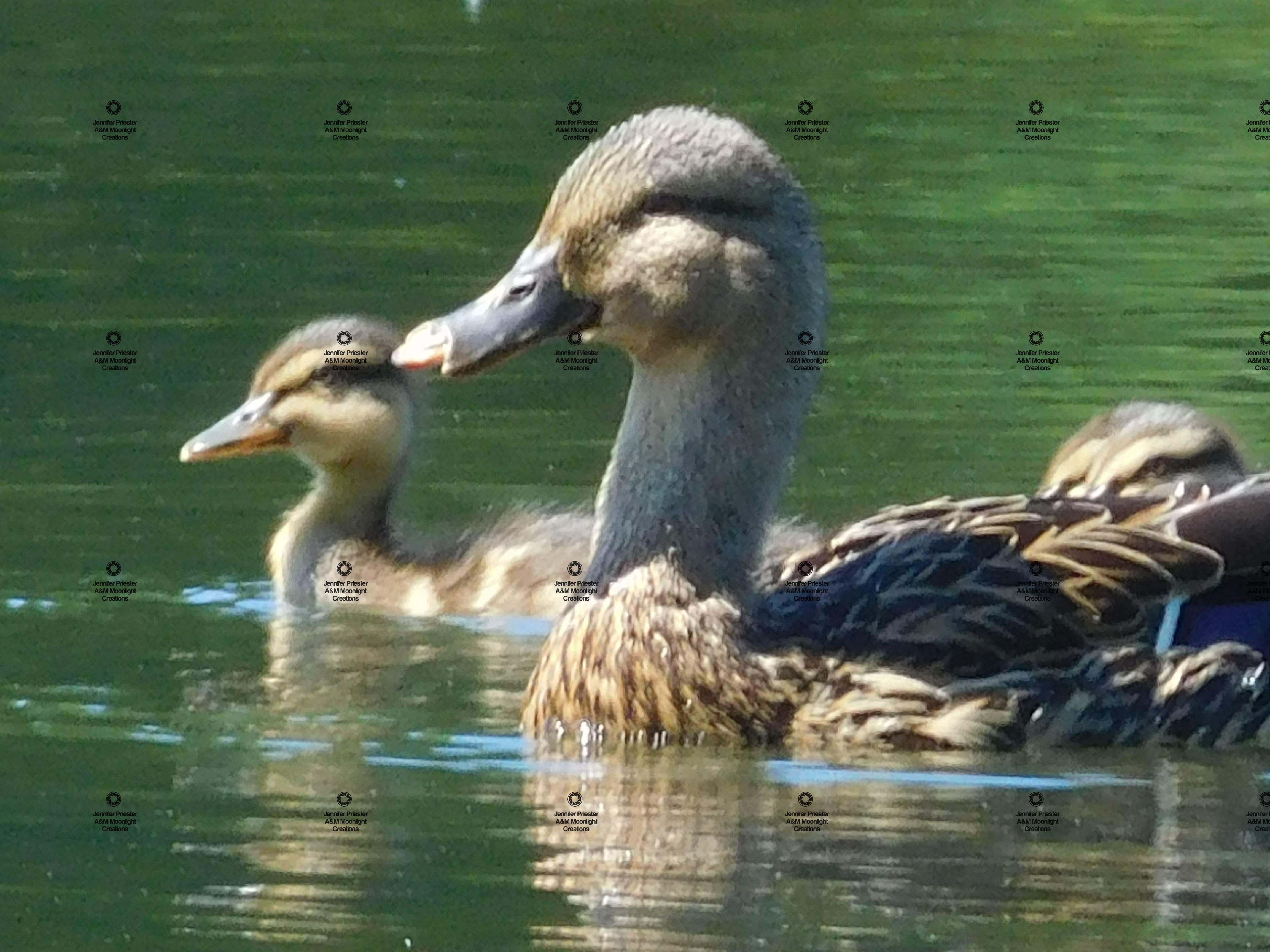 A photograph by Jennifer Priester of a mother duck swimming with one of her ducklings.