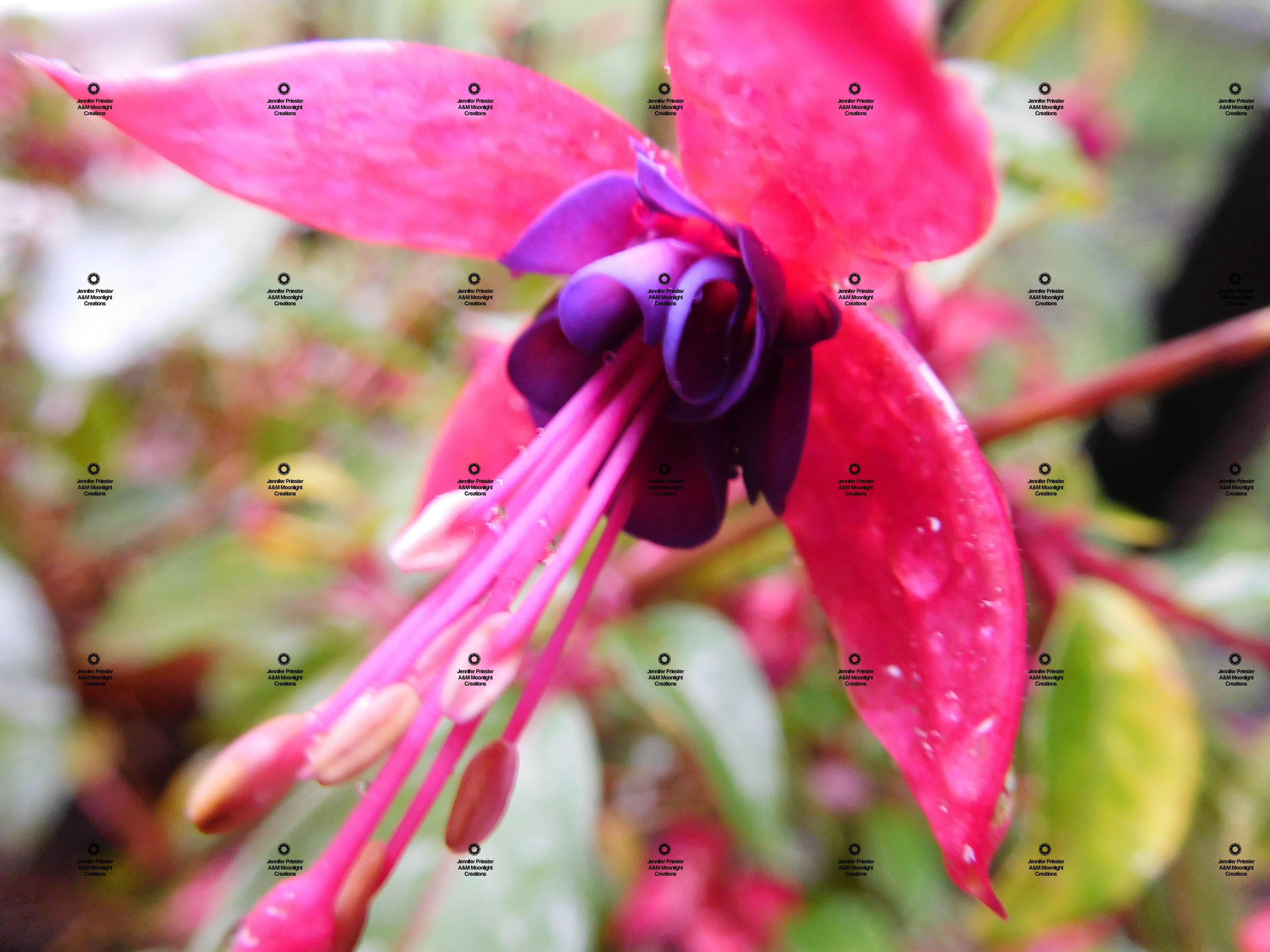 A bright pink flower with a purple center.