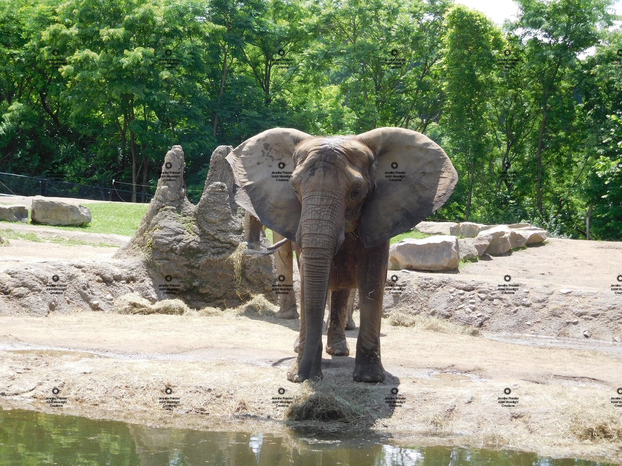 A photograph by Jennifer Priester of an African Elephant.