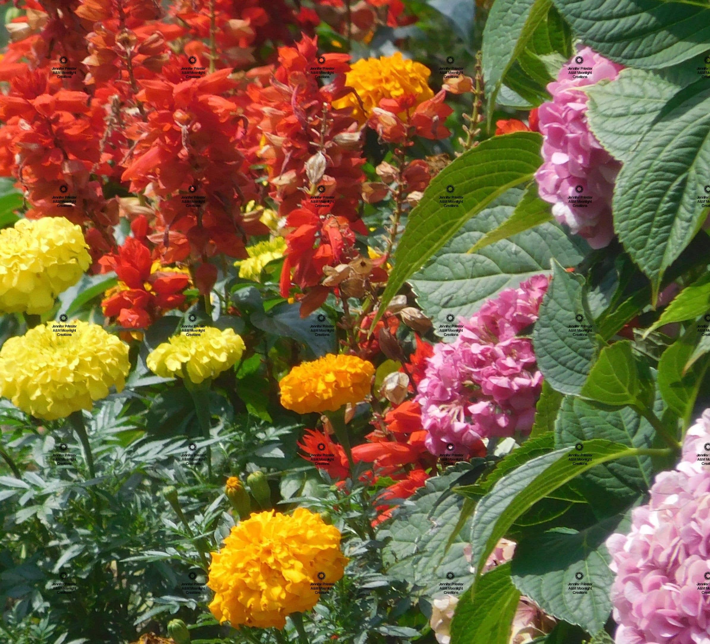 A photograph by Jennifer Priester of a group of colorful flowers. Featuring orange, yellow, red and purple flowers.