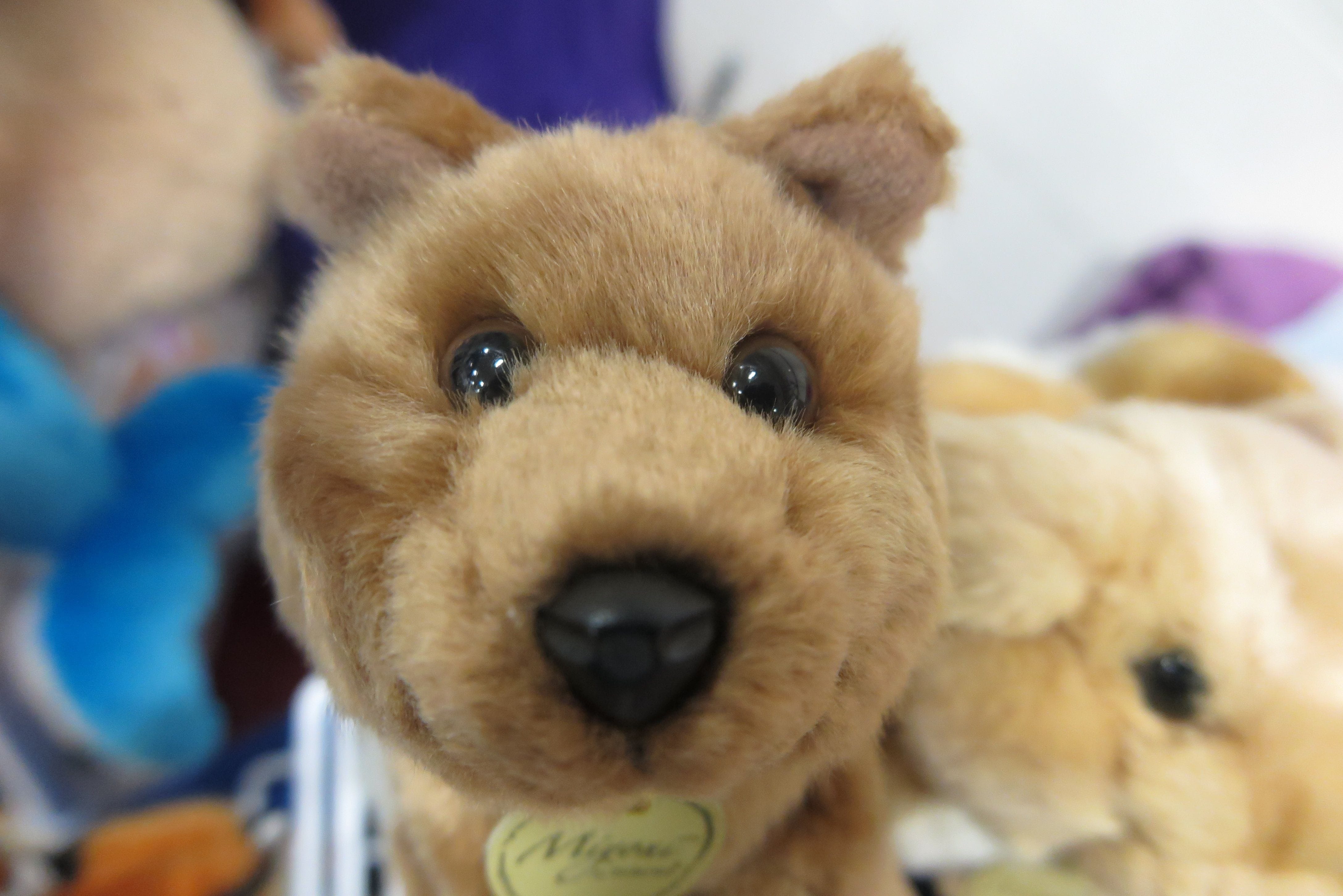 A photo of the small, plush Quokka by Miyoni.