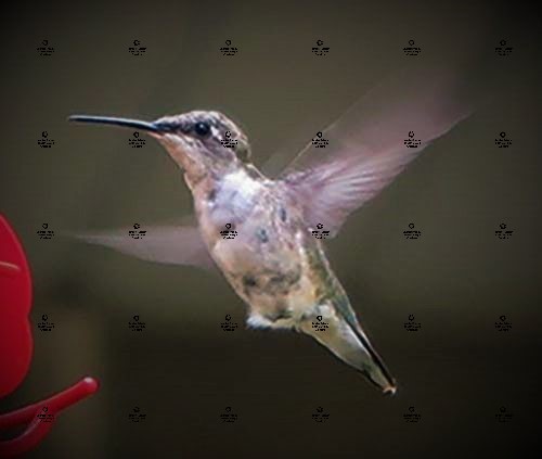 A photograph by Jennifer Priester of a Ruby-throated Hummingbird in flight.