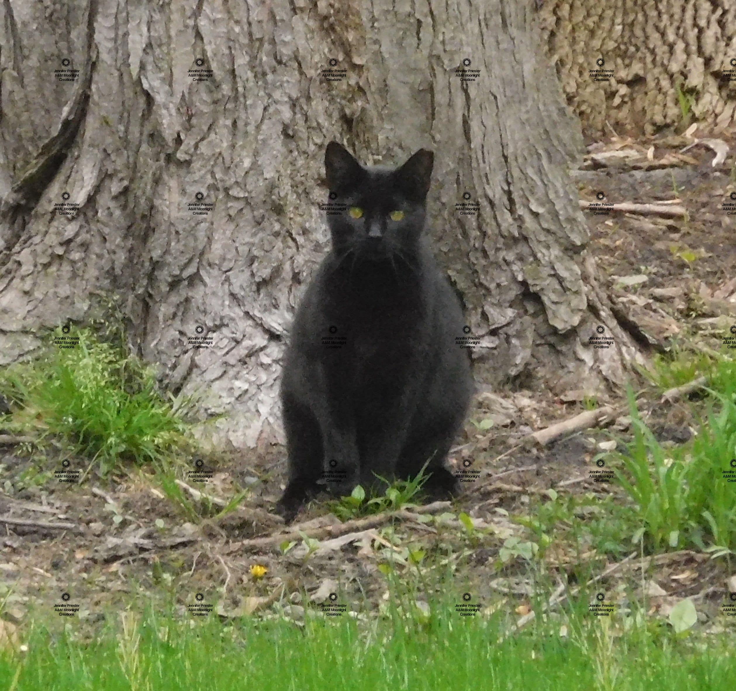 A photograph by Jennifer Priester of a black cat sitting in front of a tree.