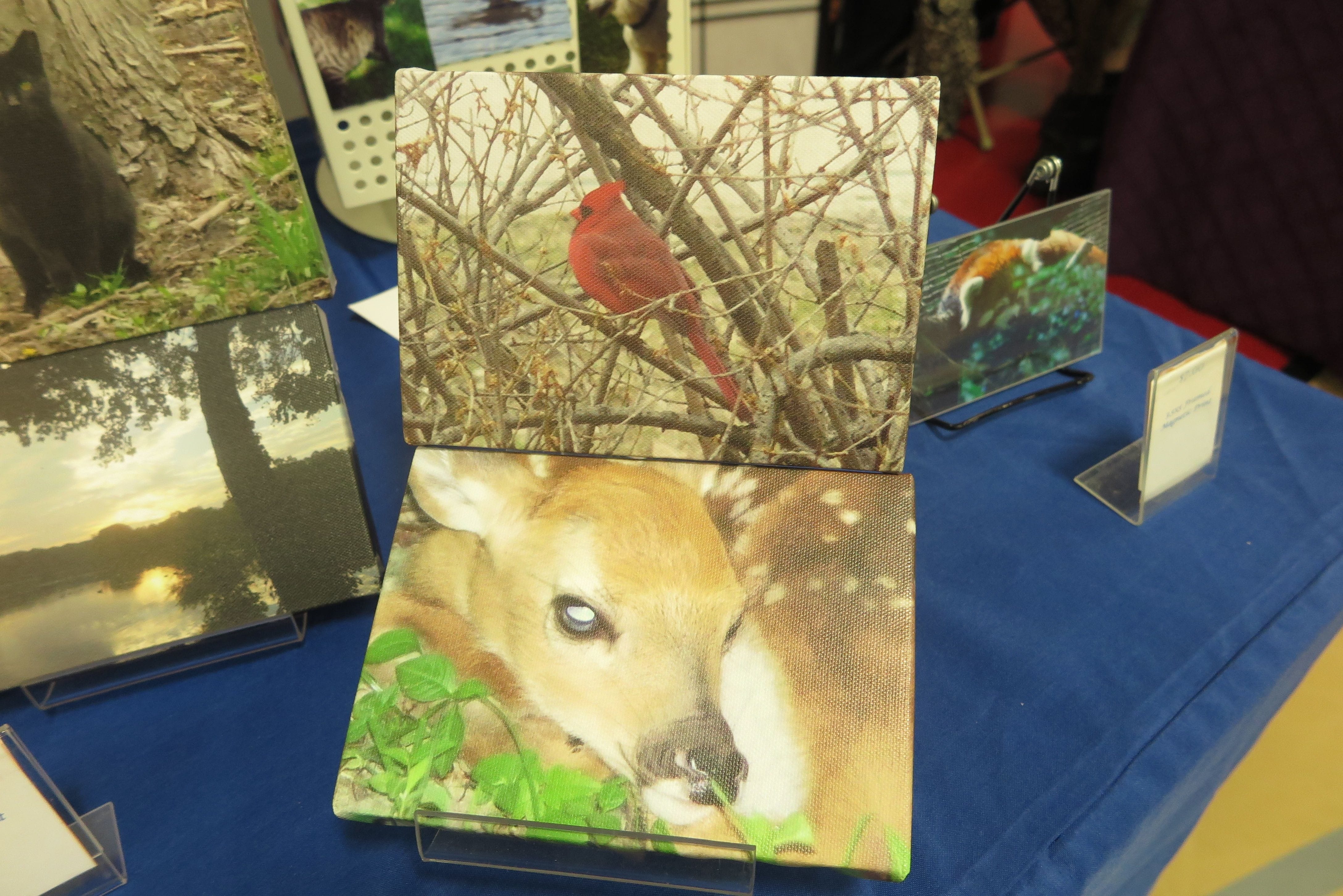 Mini Canvas Prints featuring photography by Jennifer Priester. This photo features a canvas print of a fawn and a male cardinal.